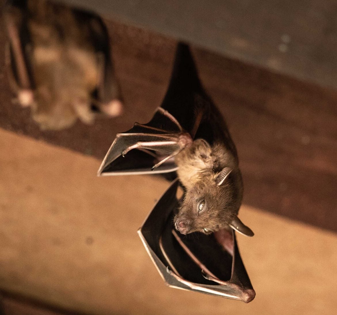Expert bat removal services for a safe and humane solution in Alexandria